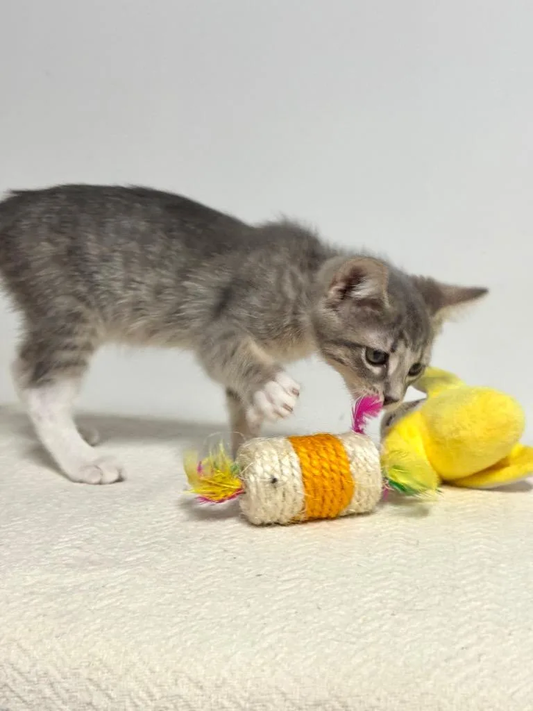 A baby small-sized female Domestic Short Hair cat named Molly for adoption in Canyon Lake, TX