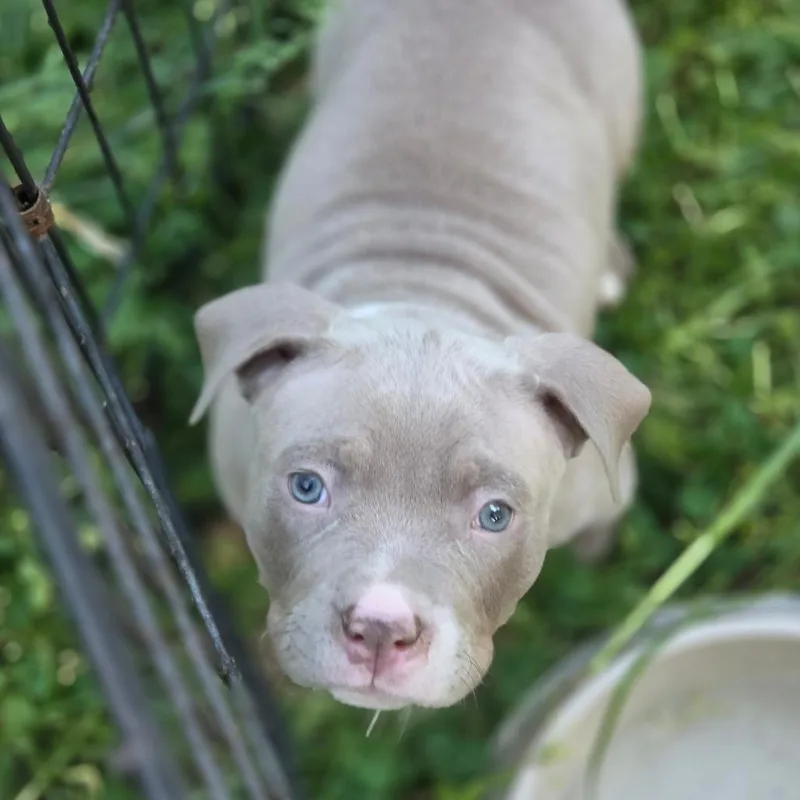 A baby small-sized female Brown / Chocolate Mixed Breed dog named Tova for adoption in Fredericksburg, VA