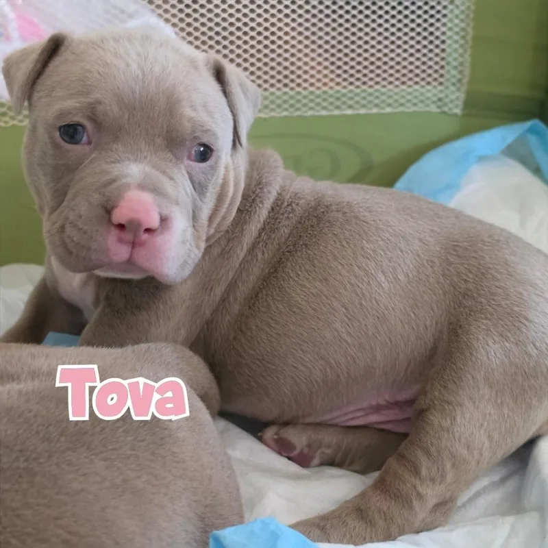 Tova thumbnail 3