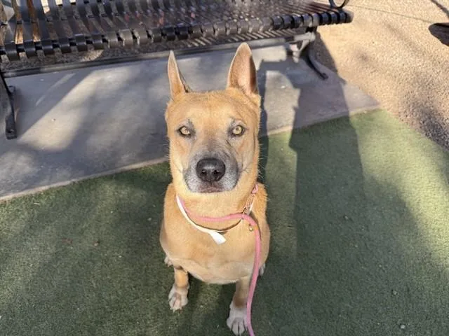 An adult large-sized male Chow Chow dog named Simba for adoption in Phoenix, AZ