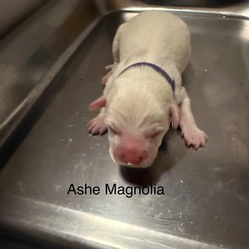 Ashe Magnolia thumbnail 2