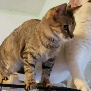 A baby medium-sized female Tabby (Buff / Tan / Fawn) Domestic Short Hair cat named Rusty for adoption in Anchorage, AK