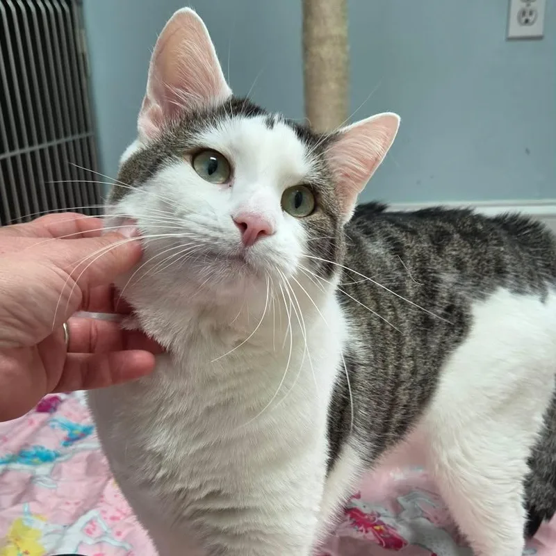 A young large-sized male Domestic Short Hair cat named Peanut for adoption in Fall River, MA