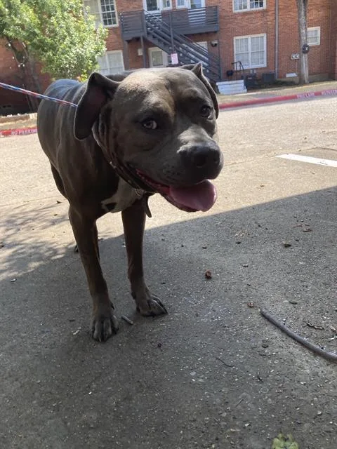 An adult large-sized male Mixed Breed dog named Dallas for adoption in Dallas, TX