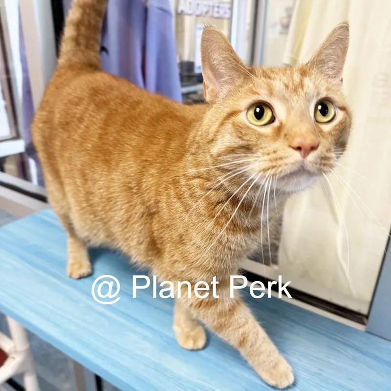An adult large-sized male Orange / Red Domestic Short Hair cat named Hoodie for adoption in Oshkosh, WI