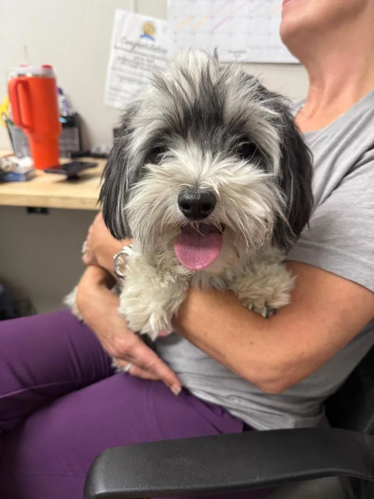 An adult medium-sized male Lhasa Apso dog named Ben for adoption in Sorrento, LA