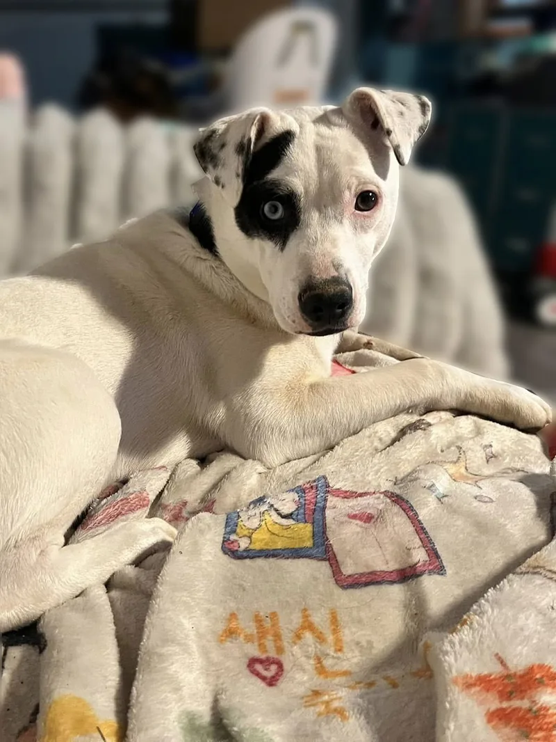 Wishbone