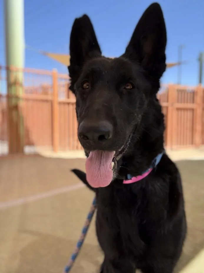 Jennifur Pawrence
