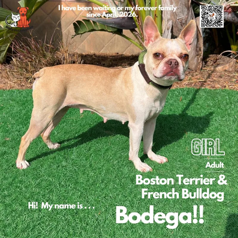 An adult small-sized female Yellow / Tan / Blond / Fawn Boston Terrier dog named Bodega for adoption in Westminster, CA