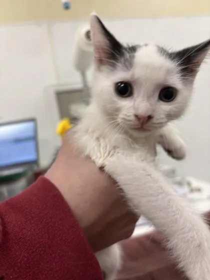 A baby small-sized female Domestic Short Hair cat named Anchovy for adoption in Scotia, NY