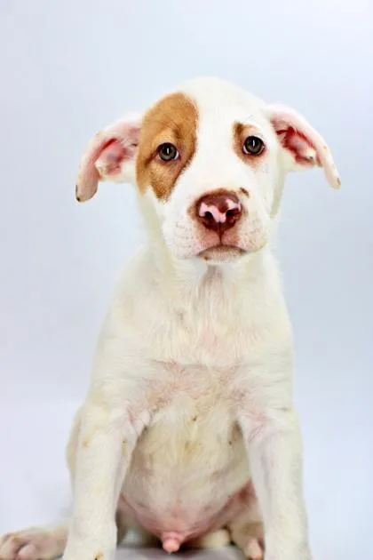 A baby large-sized male Labrador Retriever dog named Jarod for adoption in Morton Grove, IL