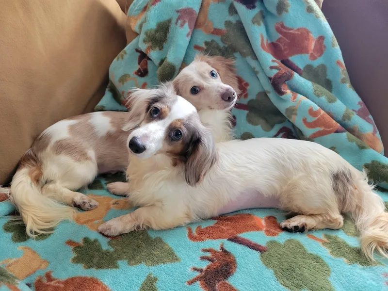An adult small-sized female Dachshund (Long Haired) dog named Trixie and Trina for adoption in Louisa, VA