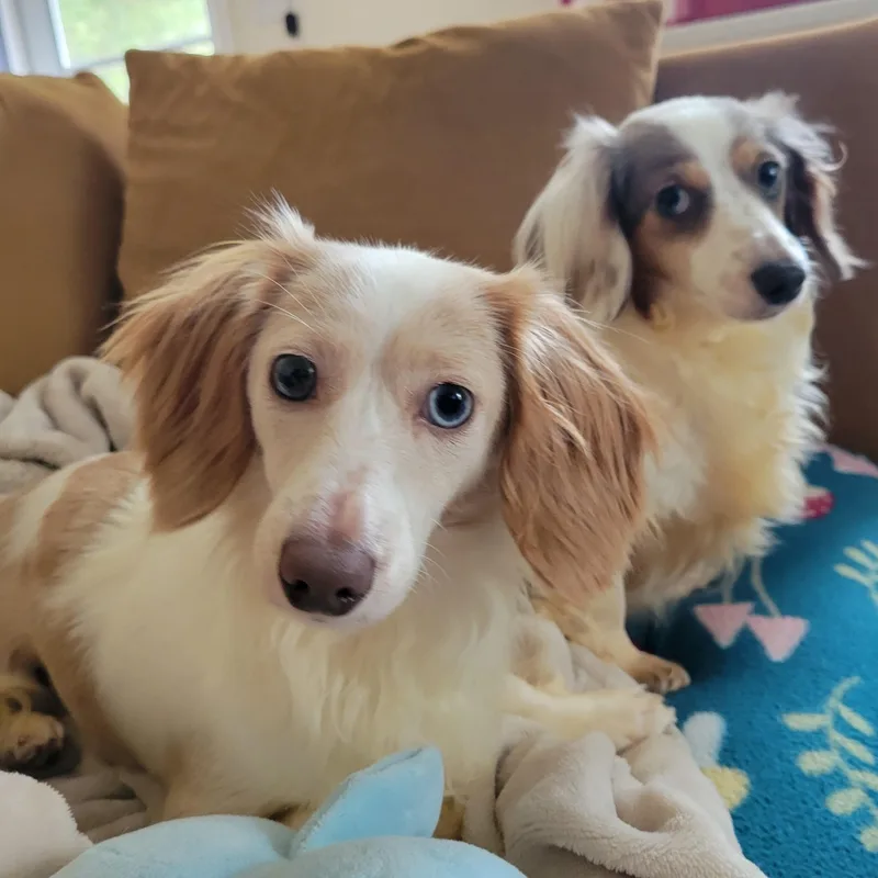 Trixie and Trina thumbnail 2