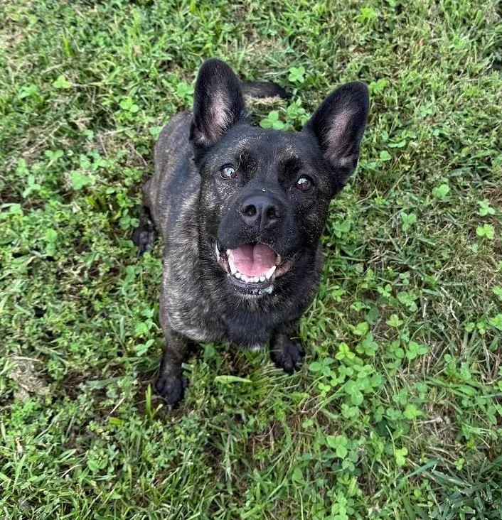 Dixie