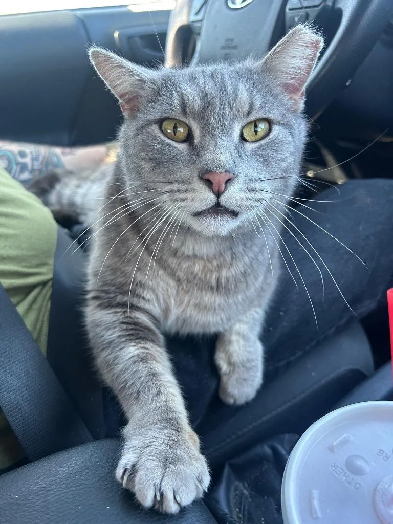 An adult medium-sized male Domestic Short Hair cat named Doug for adoption in Claremore, OK