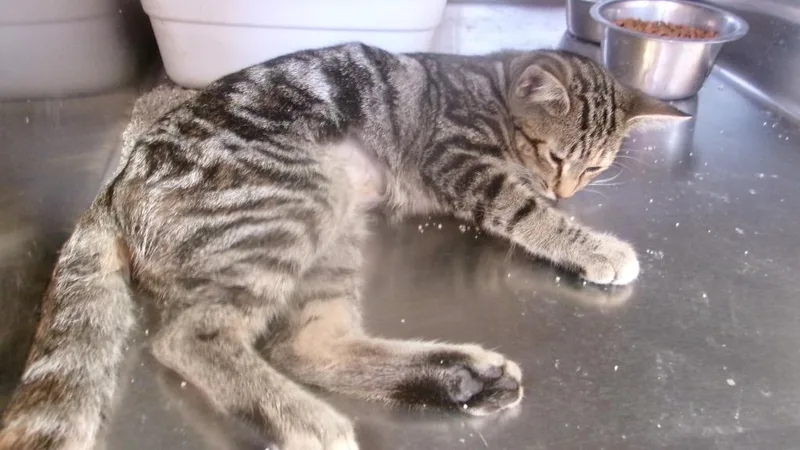 A baby medium-sized female Domestic Short Hair cat named Bullseye for adoption in Winslow, AZ