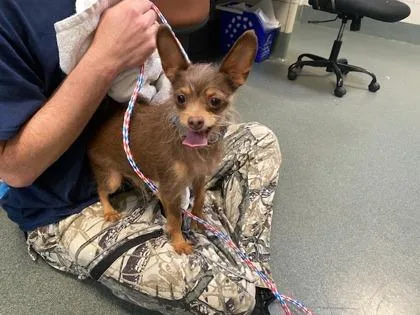 An adult small-sized male Mixed Breed dog named Radagast for adoption in Fairfax, VA