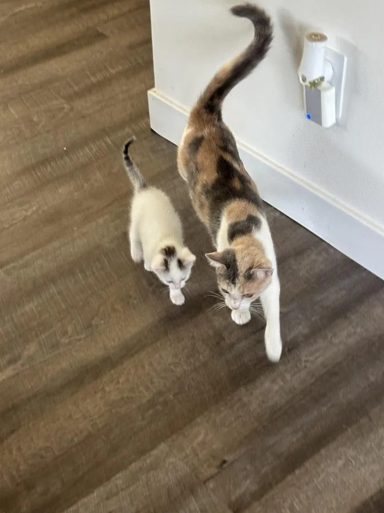 A baby small-sized female White Domestic Short Hair cat named Marshmallow for adoption in Union Grove, WI