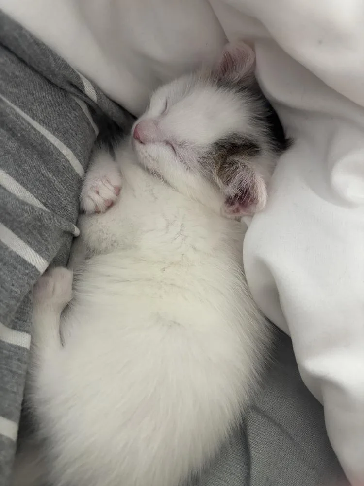 Marshmallow thumbnail 3