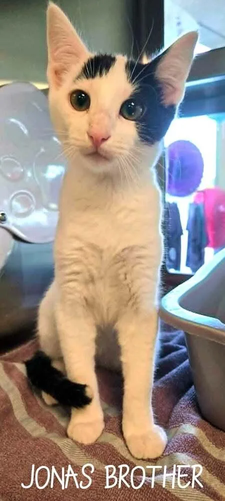 A baby small-sized male Black & White / Tuxedo Domestic Short Hair cat named Jonas Brother for adoption in Bossier City, LA