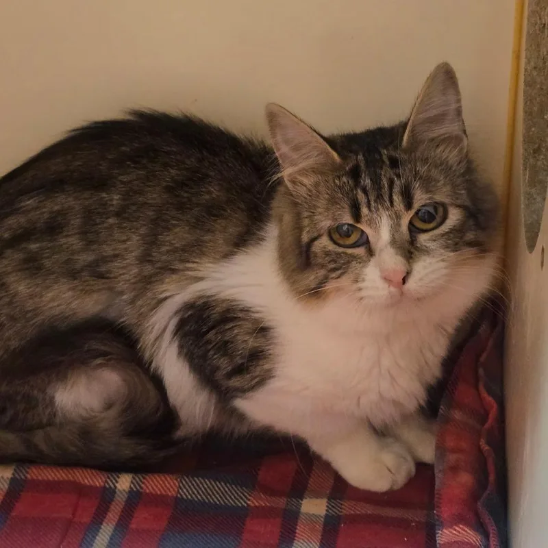 An adult medium-sized female Brown / Chocolate Domestic Medium Hair cat named Carmen for adoption in South Elgin, IL