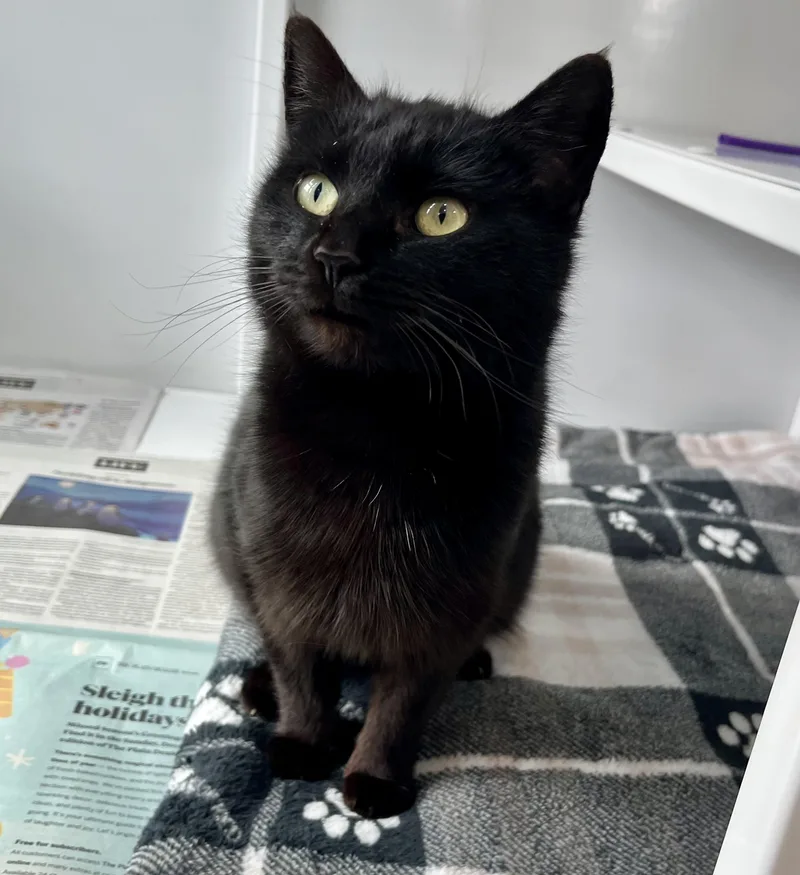 An adult medium-sized female Black Domestic Short Hair cat named Princess Consuela Banana Hammock for adoption in Seville, OH