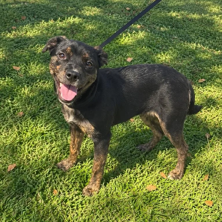 A baby medium-sized female Brindle Boston Terrier dog named Pepper for adoption in Valdosta, GA