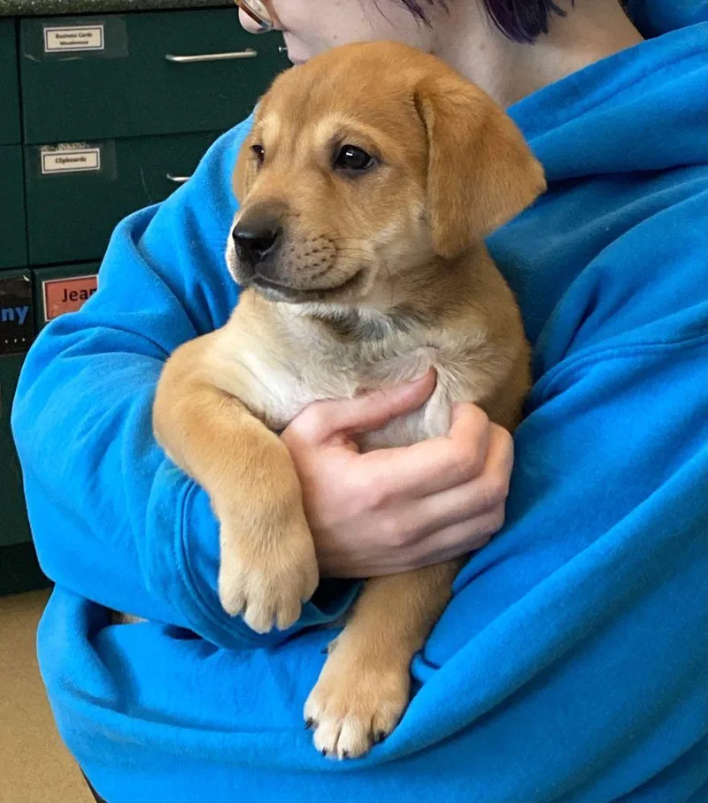 A baby small-sized female Yellow / Tan / Blond / Fawn Mixed Breed dog named Meadow for adoption in Alexandria, VA