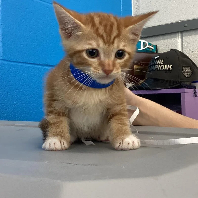 A baby small-sized male Orange / Red Domestic Short Hair cat named Riff for adoption in Montgomery, AL