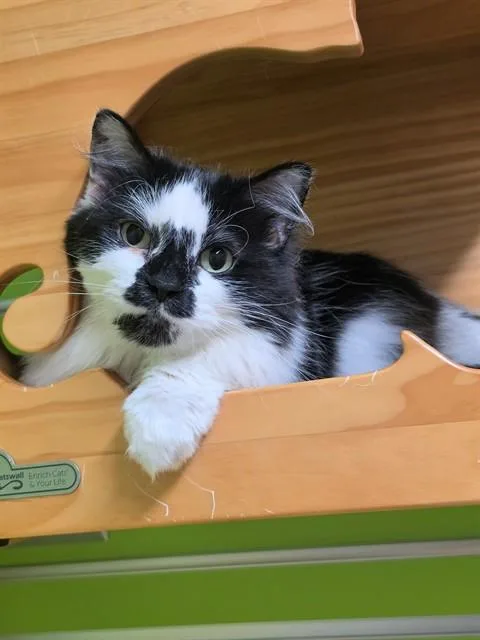 A senior medium-sized female Domestic Long Hair cat named Oreo for adoption in Saint Peters, MO