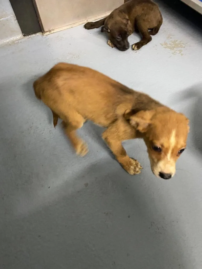 A baby large-sized female Mixed Breed dog named Selene for adoption in Cartersville , GA