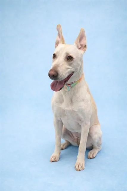 An adult large-sized female Labrador Retriever dog named Lucy for adoption in Westminster, MD
