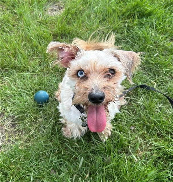 A young small-sized male Yorkshire Terrier dog named Louie for adoption in Geneva, IL