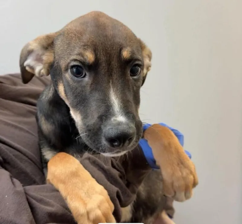 A baby medium-sized male Tricolor (Brown, Black, & White) Mixed Breed dog named Zion for adoption in New York, NY