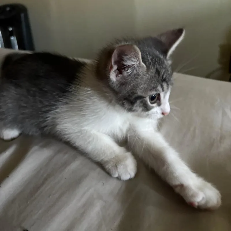 A baby small-sized male Gray / Blue / Silver Domestic Short Hair cat named Wilbur for adoption in Brooklyn, NY