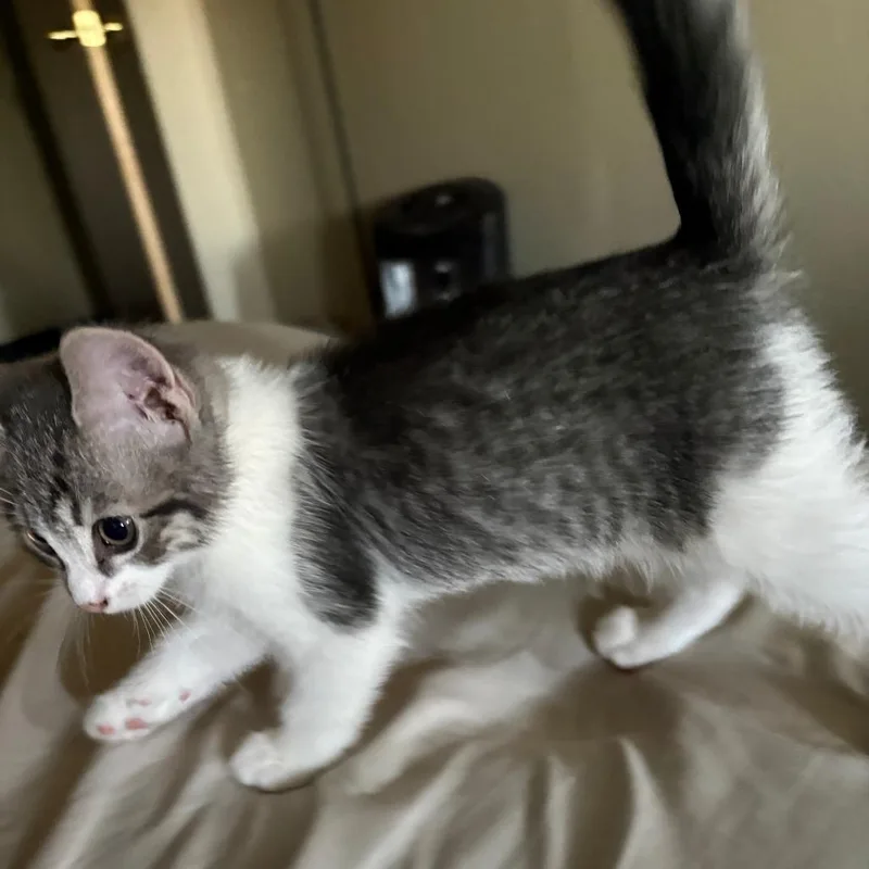 Wilbur thumbnail 2