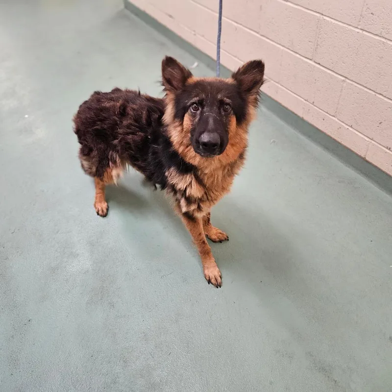 An adult medium-sized female Black Mixed Breed dog named Marcy Williams for adoption in Memphis, TN