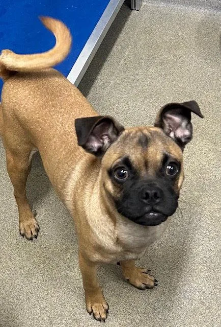 A young medium-sized male Chihuahua dog named Nico  Months for adoption in Sterling, MA