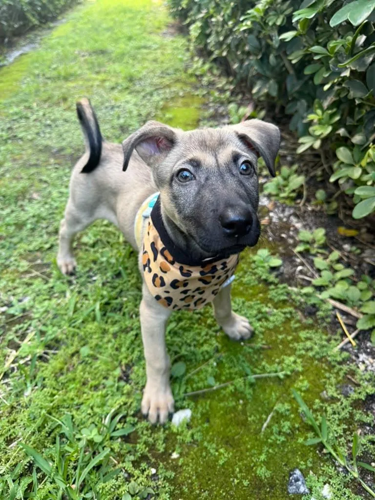 A baby medium-sized female Bicolor German Shepherd Dog dog named Blaze for adoption in Sunrise, FL
