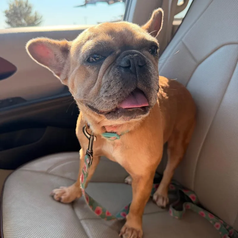 An adult small-sized female Brown / Chocolate French Bulldog dog named Georgina for adoption in Terre Haute, IN