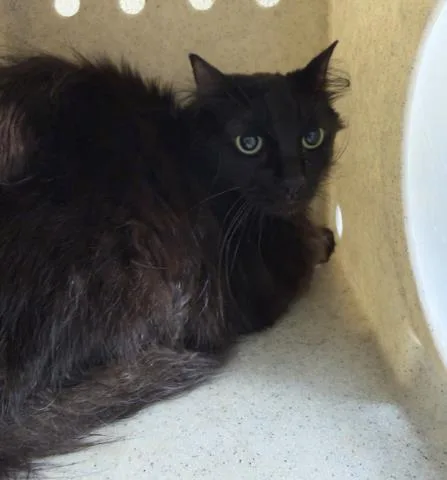 An adult small-sized female Domestic Short Hair cat named Amelia for adoption in Riverside, CA