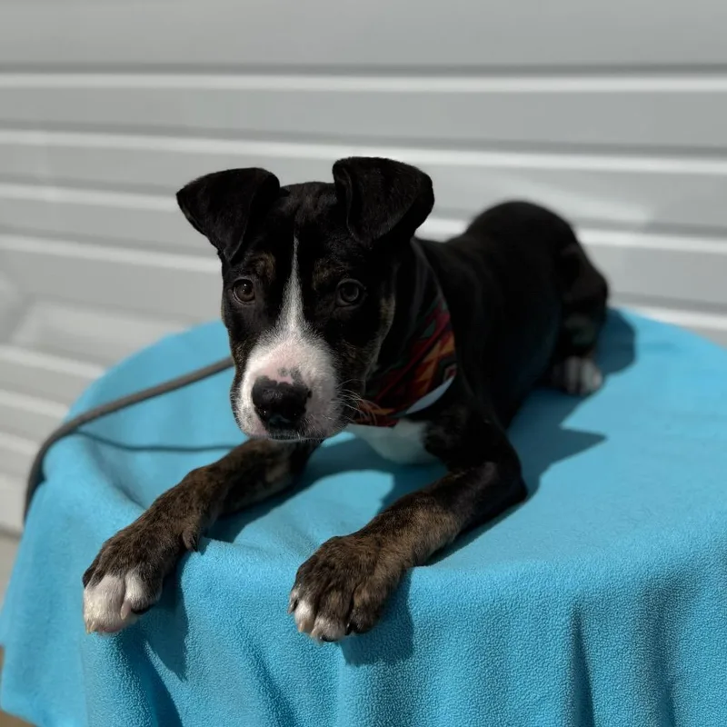 A baby small-sized male Black Pit Bull Terrier dog named Stout for adoption in Newberg, OR