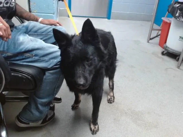 An adult large-sized male German Shepherd Dog dog named Night for adoption in Albuquerque, NM