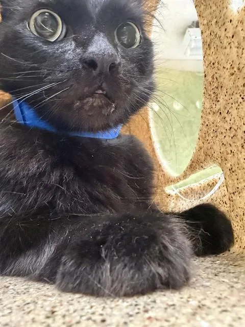 An adult small-sized male Domestic Short Hair cat named Chelin for adoption in Riverside, CA