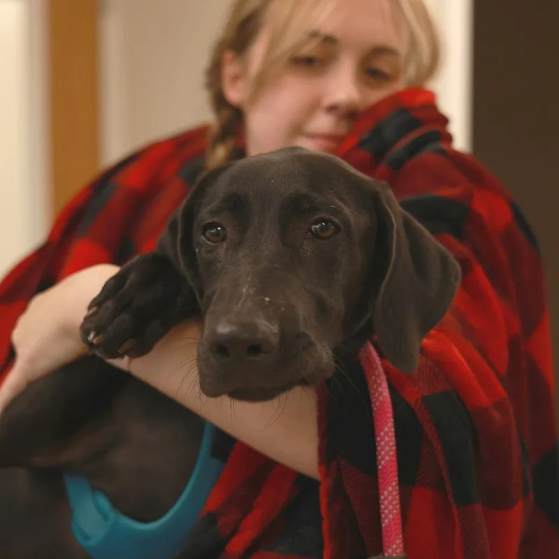 A baby medium-sized female Great Dane dog named Darcy for adoption in Chaska, MN