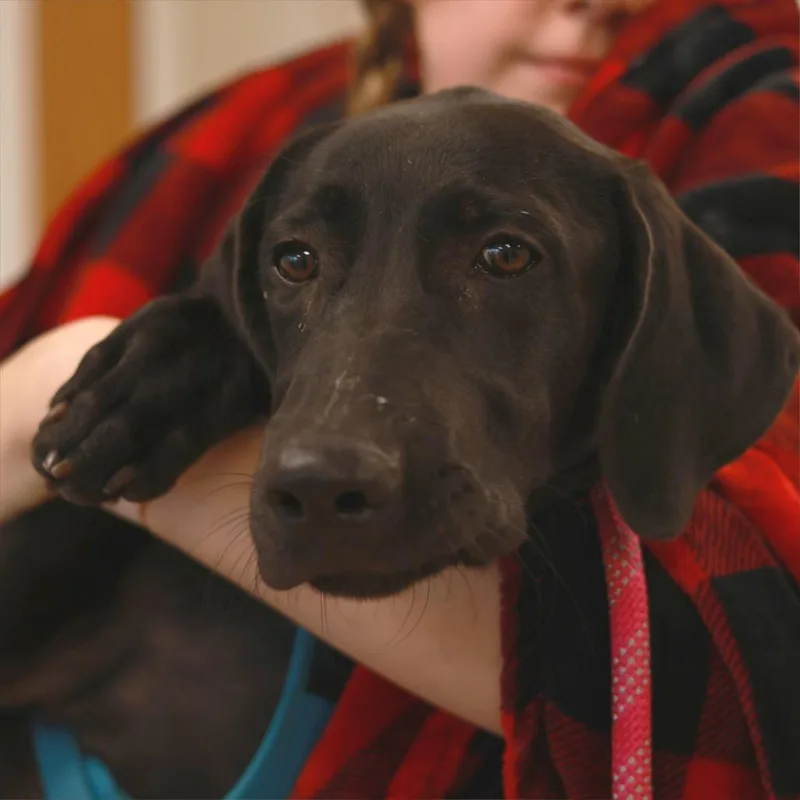 Darcy thumbnail 5