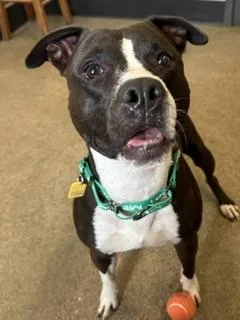 A young medium-sized male Pit Bull Terrier dog named Ren for adoption in Cleveland, OH