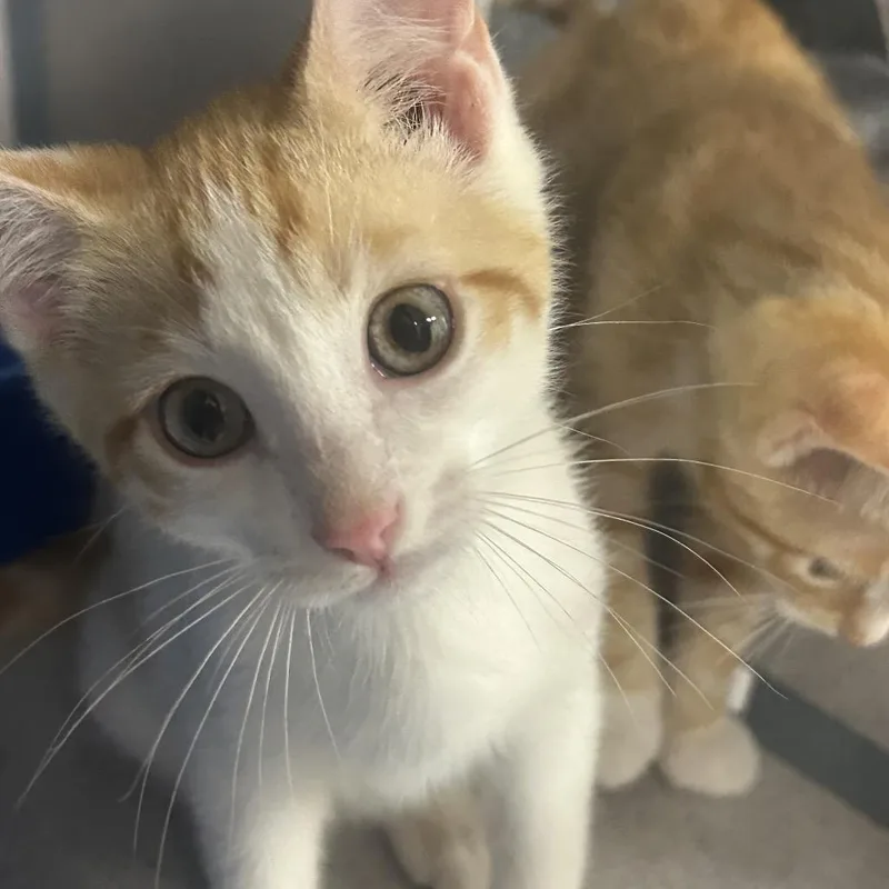 A baby small-sized male Domestic Short Hair cat named Carrot for adoption in Greenville, PA