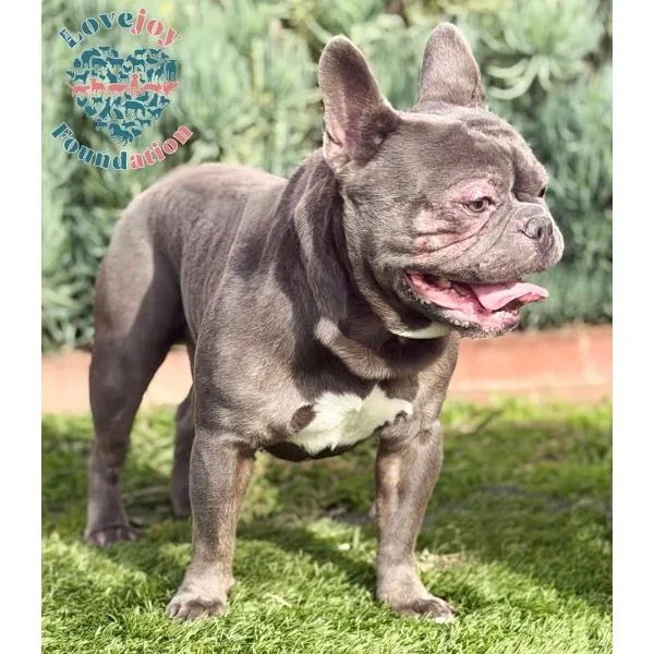 Muffin Coh thumbnail 2