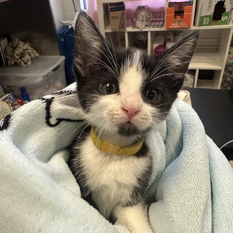 A baby small-sized male Black Domestic Short Hair cat named Hot Wheels for adoption in Spokane, WA